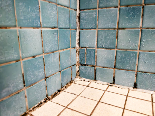 Best Industrial Mold Remediation  in Oronoque, CT