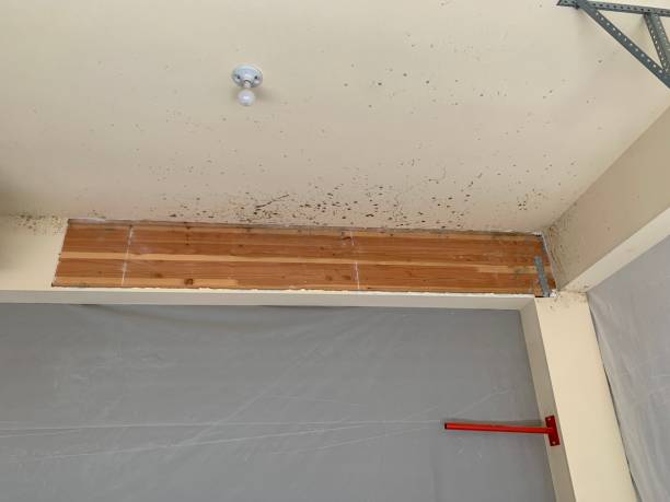 Best Real Estate Mold Inspection  in Oronoque, CT
