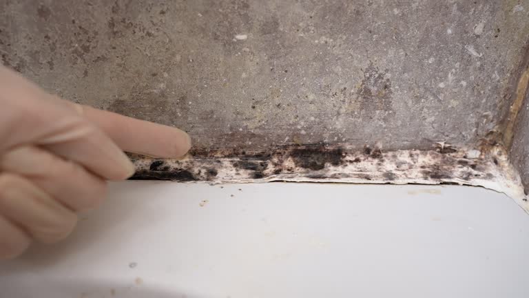 Best Mold Odor Removal Services  in Oronoque, CT